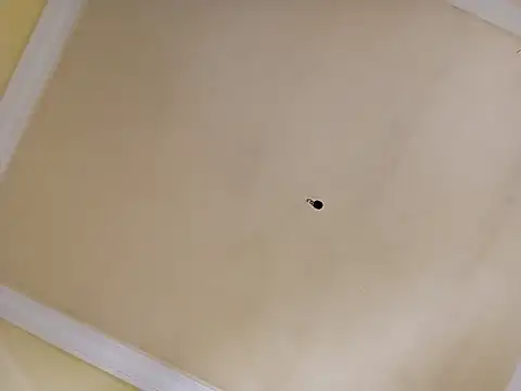 patrona sexooo online show from 04.02.26