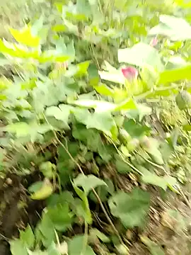 himvilohi08 online show from 10.16.25