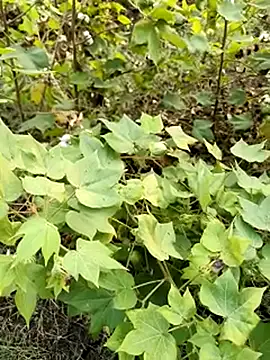 himvilohi08 online show from 10.23.25