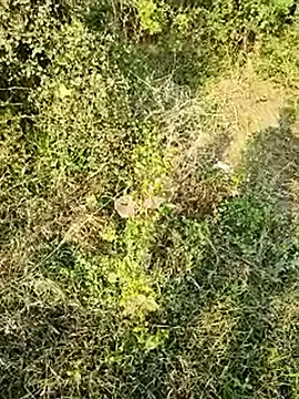 himvilohi08 online show from 01.10.26