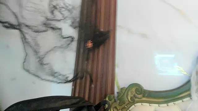 CoralieBronson online show from 10.28.25