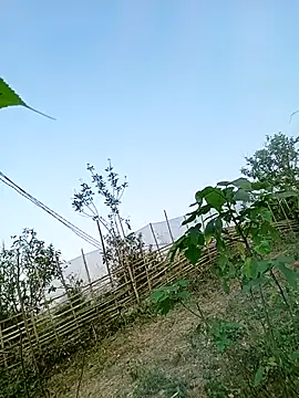 Chubbyhoney1 online show from 03.31.26