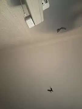 AroraAngel online show from 03.07.26