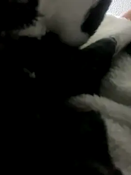 Snapshot of Sallem_Pink chatting on 10.09.25 Sallem Pink online show from 10.09.25