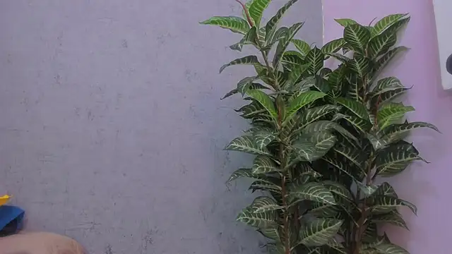 scarlett646 online show from 11.29.25