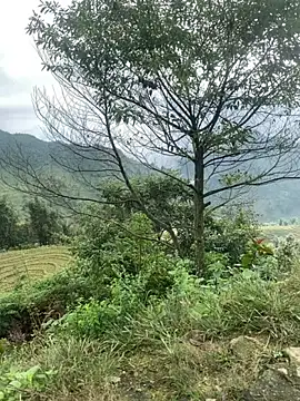 O o UwU o O online show from 11.06.25