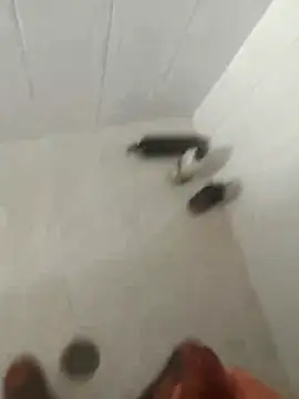 pitoduroparati online show from 02.07.26