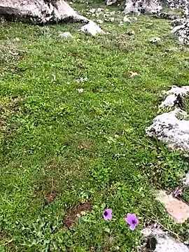 Sert erkek21 ysm online show from 03.23.26