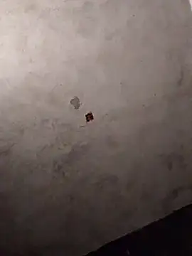 Orlao25cm online show from 03.12.26