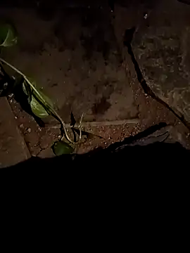 naveen 3222 online show from 04.15.26