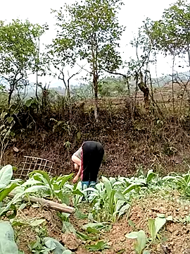 Noelle-e online show from 04.07.26