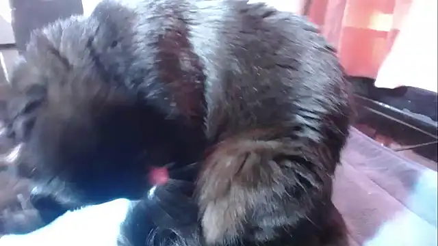 sasha sexy1 online show from 03.01.26