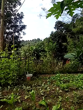 Snapshot of Rose-rose1234 chatting on 11.21.25 Rose-rose1234 online show from 11.21.25