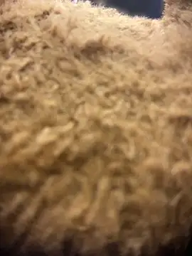 valeryfox   online show from 03.18.26