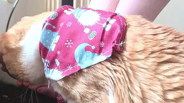 Feetbeth online show from 03.04.26