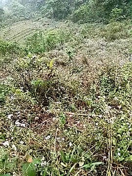 seacyre online show from 04.16.26