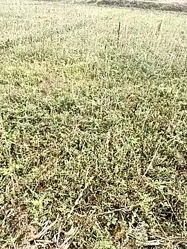 Sheela Sex90 online show from 04.06.26