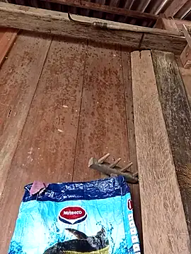 Snapshot of dakota-kis chatting on 04.06.26 dakota-kis online show from 04.06.26