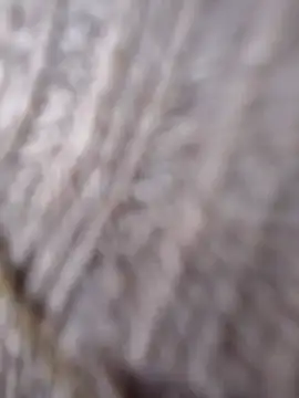 Cataleya 16 online show from 03.15.26