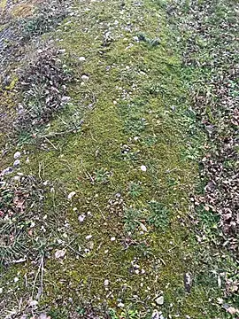 Snapshot of magicdickx21 chatting on 02.20.26 magicdickx21 online show from 02.20.26