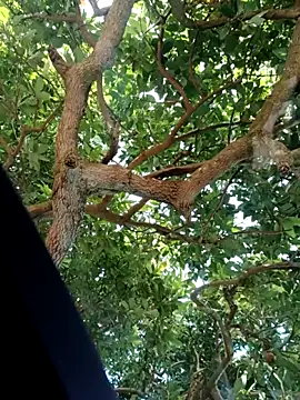 Mkhothiwesibumbu online show from 02.02.26