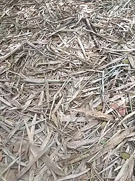 Snapshot of kalai_32 chatting on 02.06.26 kalai 32 online show from 02.06.26