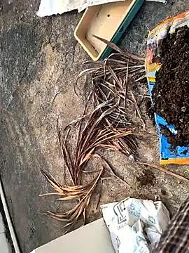 Castrol1289 online show from 02.27.26