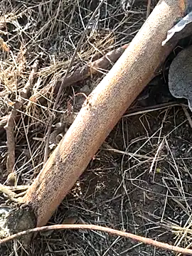 Vinita cuty online show from 02.09.26