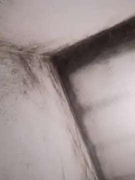 Lamich online show from 02.13.26