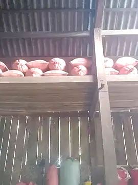 Snapshot of Linka998 chatting on 03.03.26 Linka998 online show from 03.03.26