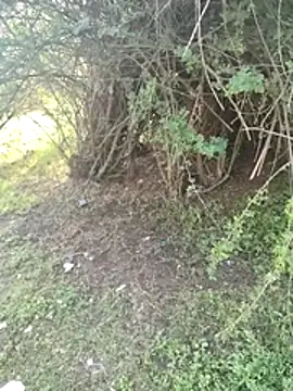 junedkhan99 online show from 04.03.26