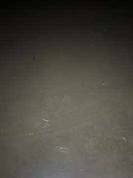 Snapshot of yingzi003 chatting on 04.16.26 yingzi003 online show from 04.16.26