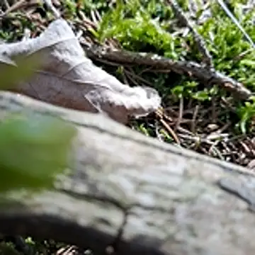 walddrinker online show from 04.24.26