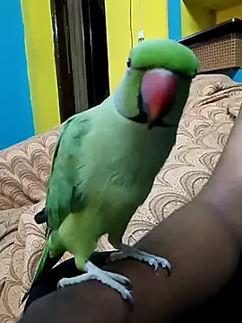 Snapshot of Lawrencedlkk007 chatting on 03.09.25 Lawrencedlkk007 online show from 03.09.25