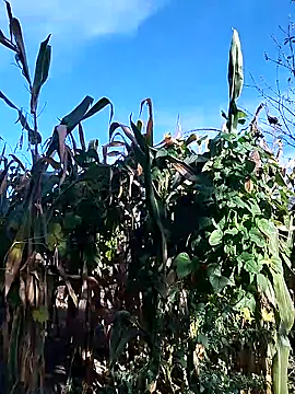 sarpe4 online show from 09.28.25