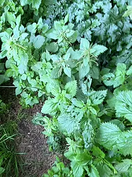 curcuro online show from 02.27.26