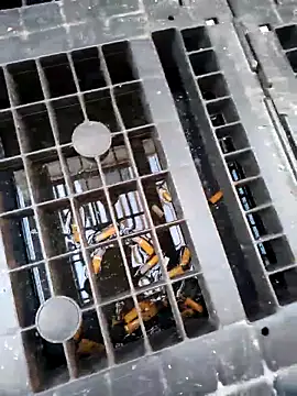 Ethangay online show from 02.25.26