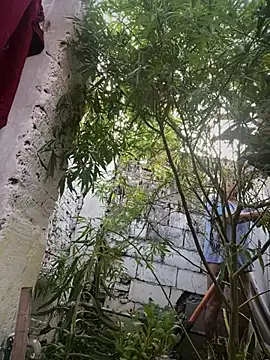 Alicbranca online show from 03.12.26