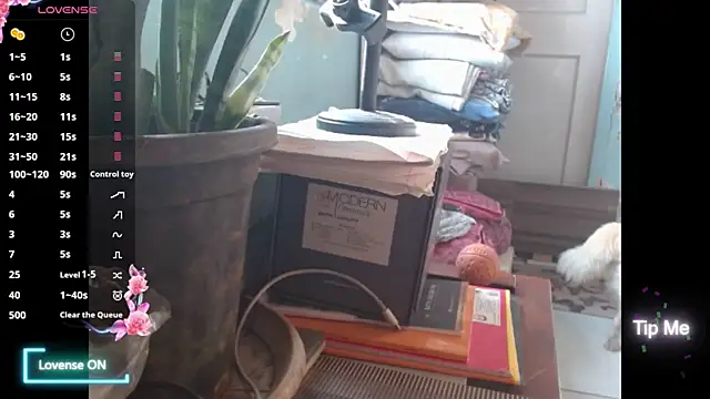 Star-Night online show from 02.01.26