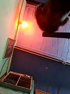 dhapli4u online show from 02.06.26