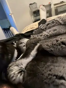 Furdale online show from 02.12.26