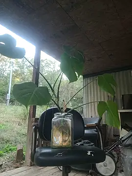 xomikaylaxo online show from 10.30.25