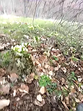 Yaramaz331 online show from 03.31.26