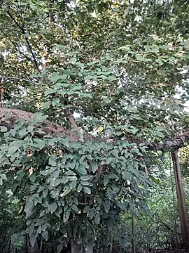 Rinku5553 online show from 09.28.25