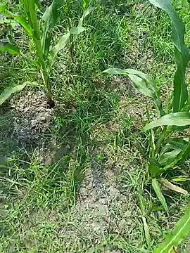 kummuduabbai online show from 03.19.26