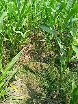 kummuduabbai online show from 03.25.26