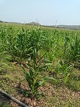 kummuduabbai online show from 03.27.26