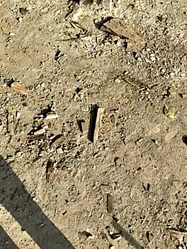 Snapshot of Gopal1243 chatting on 01.08.26 Gopal1243 online show from 01.08.26