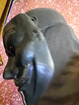 SugarNdBrownie online show from 02.08.26