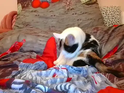 RealLittleRedRidingHood online show from 11.17.25